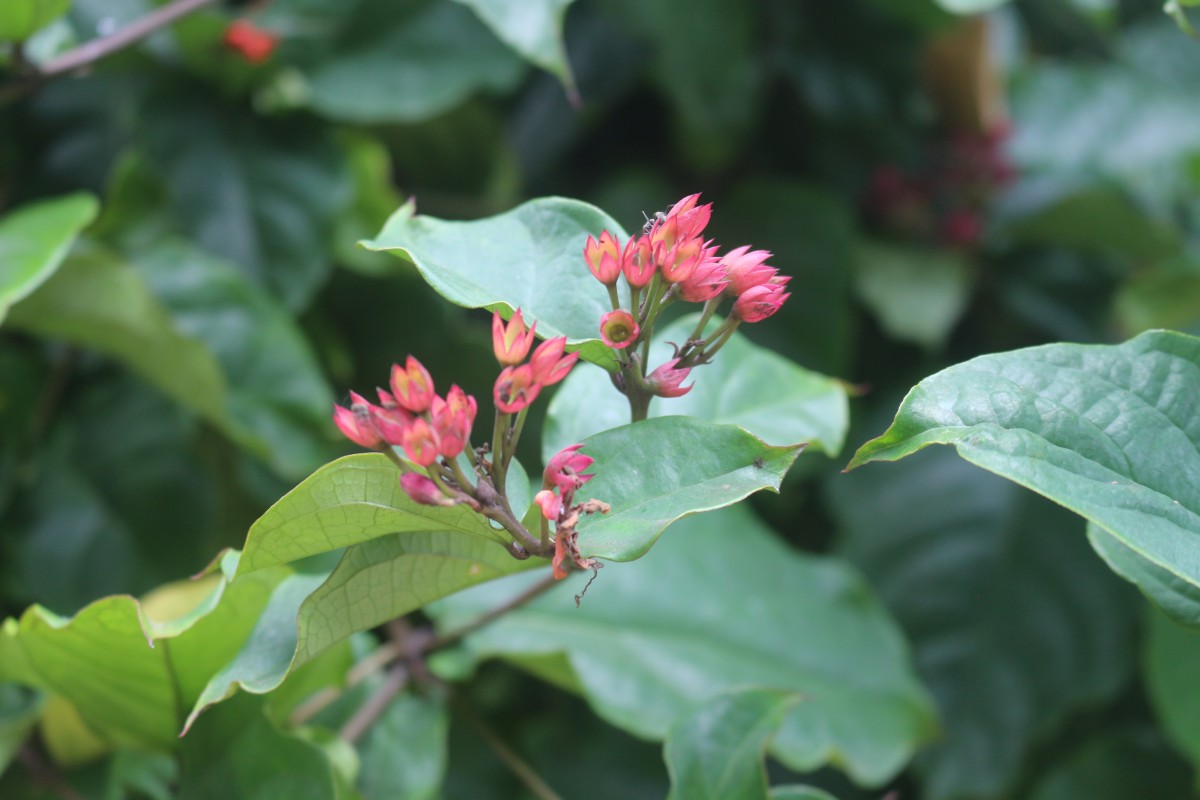 Clerodendrum splendens G.Don